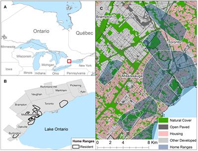 Individual and Temporal Variation in Use of Residential Areas by Urban Coyotes